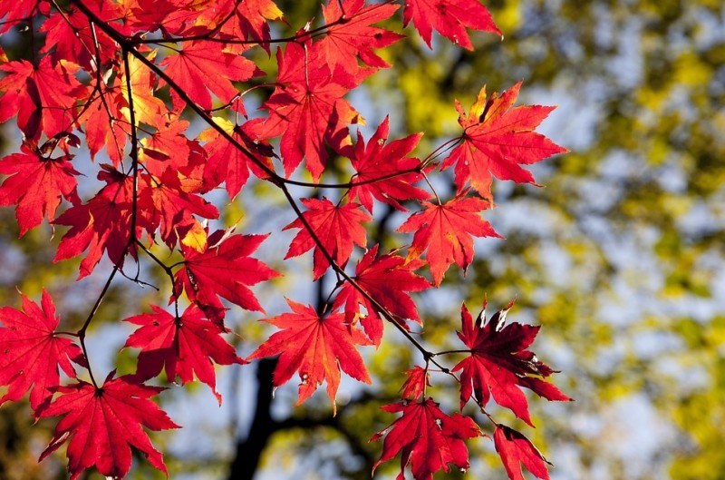가을하면 단풍~! 단풍 영어로 어떻게 표현할까요??? : 네이버 블로그