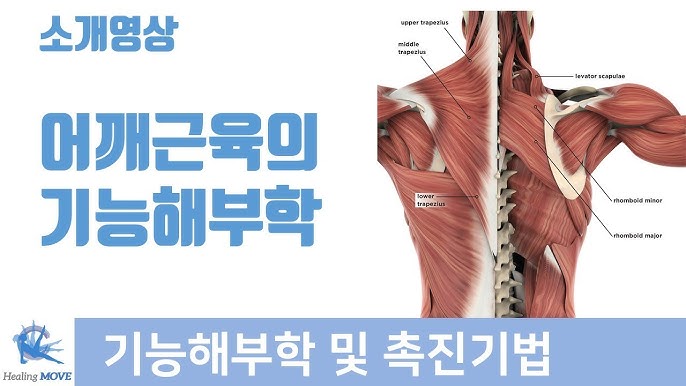 1-2. [3D해부학 어플] 어깨근육 핵심정리 [10분 요약] | 기능해부학 및 촉진기법 |힐링무브 |Essential Anatomy  - Youtube