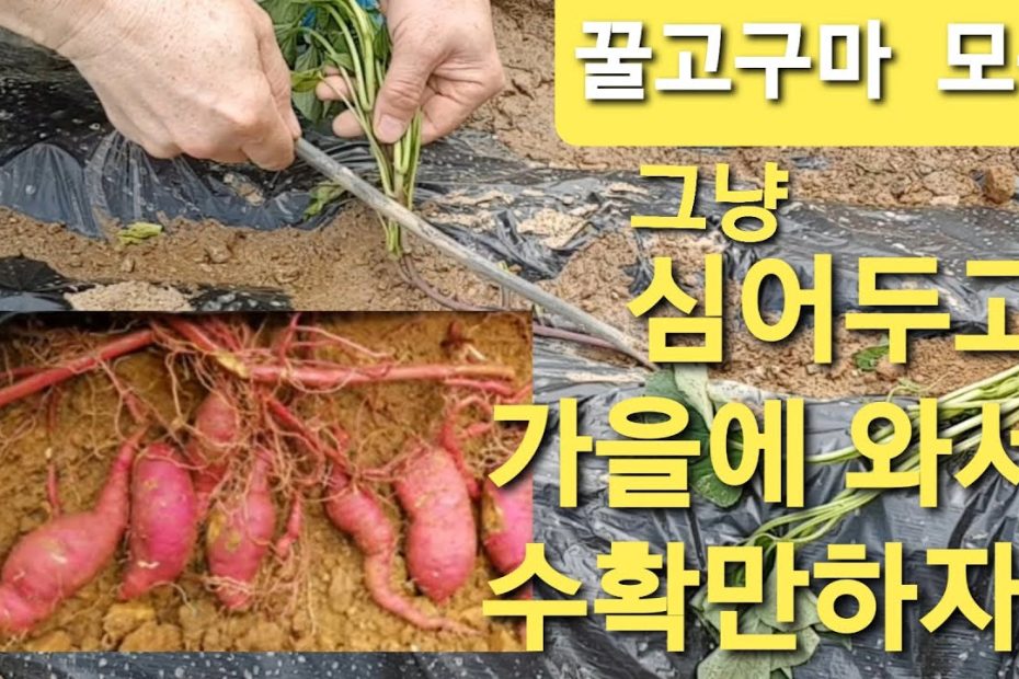 꿀고구마 물한번 안주고 그냥 심어두고 자연방임하다가 가을에 수확만 하자. How To Grow Honey Sweet Potatoes  Naturally Without Water. - Youtube