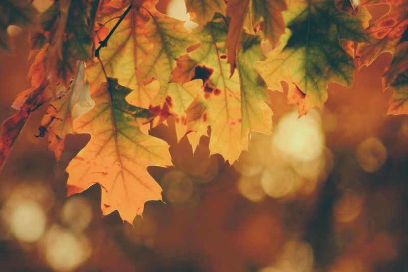 가을, 단풍 영어로? Autumn과 Fall의 차이 : 네이버 블로그