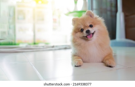 2,692,333 강아지 이미지, 스톡 사진 및 벡터 | Shutterstock