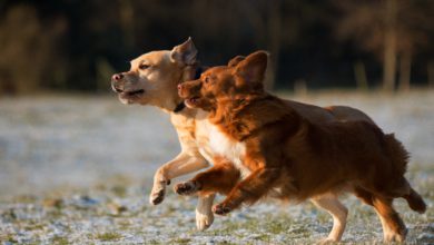 강아지 구강종양 증상 및 진단 – 비마이펫 라이프