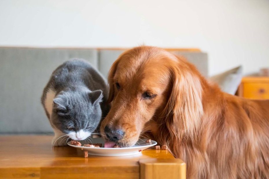 Should I Feed My Dogs And Cats Wet Or Dry Food? | Pettable – Esa Experts