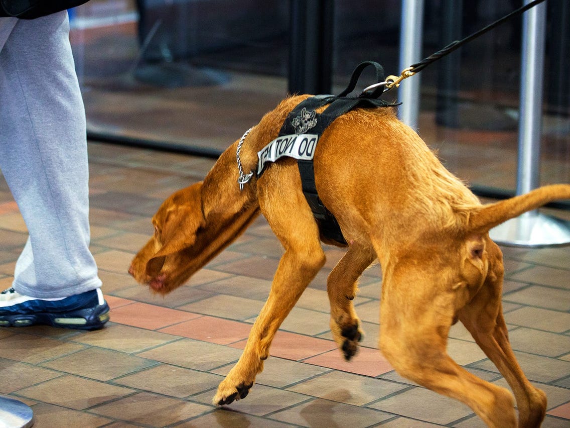 How Tsa Bomb-Sniffing Dogs Are Trained To Detect Explosives