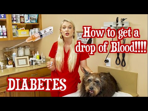 How to Check your pets GLUCOSE LEVELS !? | Diabetic pets