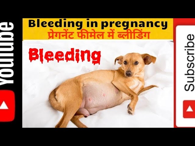 Bleeding During Pregnancy In Dogs । कुत्तों में प्रेगनेन्सी में ब्लीडिंग  होना - Youtube